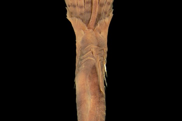 Ficopomatus miamiensis, a genus of invasive brackish water calcareous tubeworms