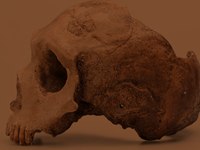 Cast of a human skull