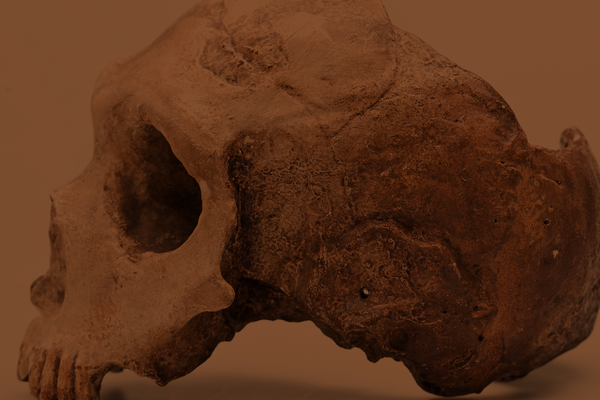 Cast of a human skull