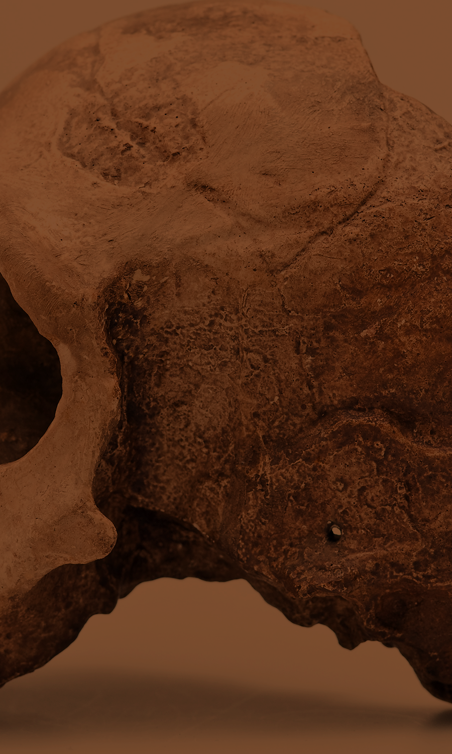 Human evolution - The Australian Museum