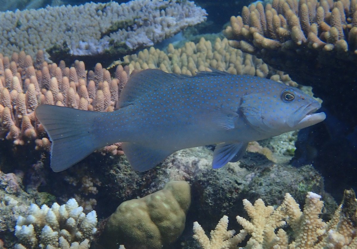 No-fishing zones on the Great Barrier Reef (GBR) increase fish for ...