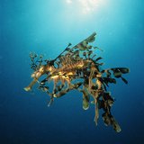 <i>2004 Australian Geographic Nature Photographer of the Year</i>.
<p>Overall Winner: Golden Dragon into the Blue by Pierre Constant
