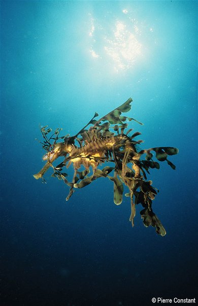 2004 Australian Geographic Nature Photographer of the Year Winner. Golden Dragon into the Blue by Pierre Constant