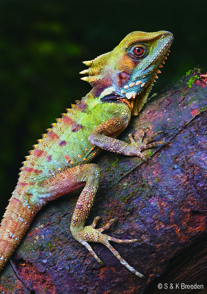 2006 Australian Geographic Nature Photographer of the Year Winner. Rainforest Dragon by Stanley and Kaisa Breeden