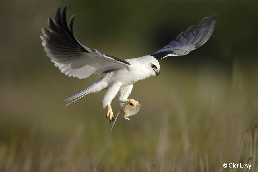 2007 Australian Geographic Nature Photographer of the Year Winner. Black-shouldered Kite Flying with a Mouse by Ofer Levy