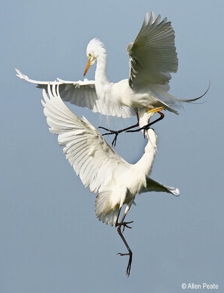 2008 Australian Geographic Nature Photographer of the Year Winner. Fighting Egrets by Allen Peate