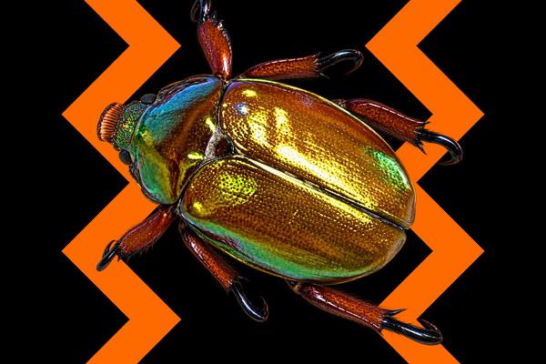 200th Christmas beetle thumbnail