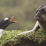 <i>2010 Australian Geographic Nature Photographer of the Year</i>
<p>Overall Winner: Gentoo Penguin and Elephant Seal Face-off by Glenn Ehmke