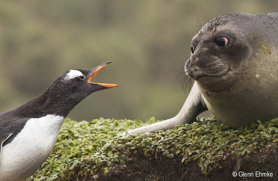 2010 Australian Geographic Nature Photographer of the Year Winner. Gentoo Penguin and Elephant Seal Face-off by Glenn Ehmke