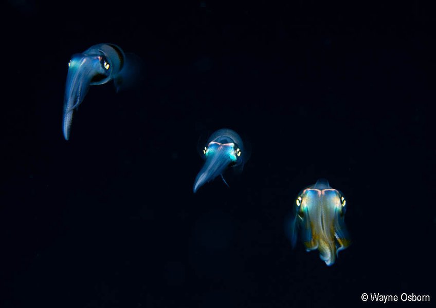 2012 Australian Geographic Nature Photographer of the Year Winner. Squid School by Wayne Osborn