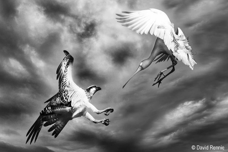 2013 Australian Geographic Nature Photographer of the Year Winner. Near Miss by David Rennie