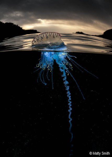 2014 Australian Geographic Nature Photographer of the Year Winner. Physalia Physalis by Matty Smith
