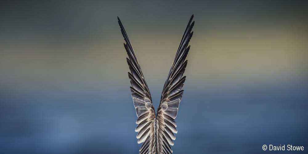 2015 Australian Geographic Nature Photographer of the Year Winner. Feathered Symmetry by David Stowe