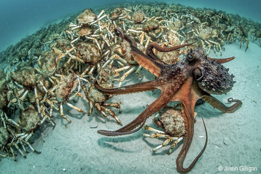 2017 Australian Geographic Nature Photographer of the Year Winner. Predatory Pursuit by Justin Gilligan