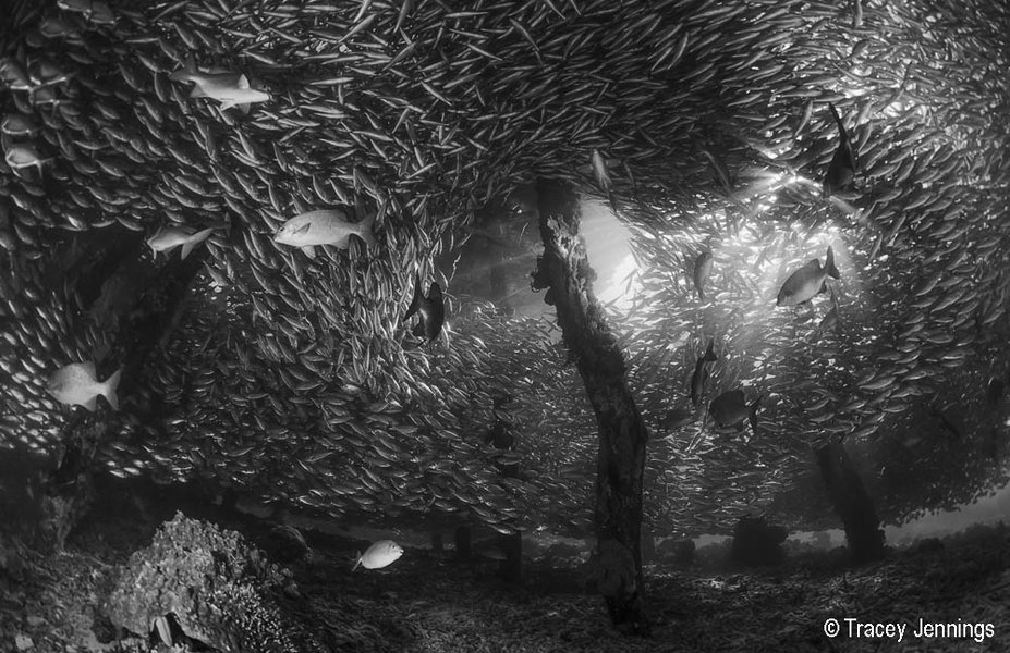 2018 Australian Geographic Nature Photographer of the Year Winner. Hide and Seek by Tracey Jennings