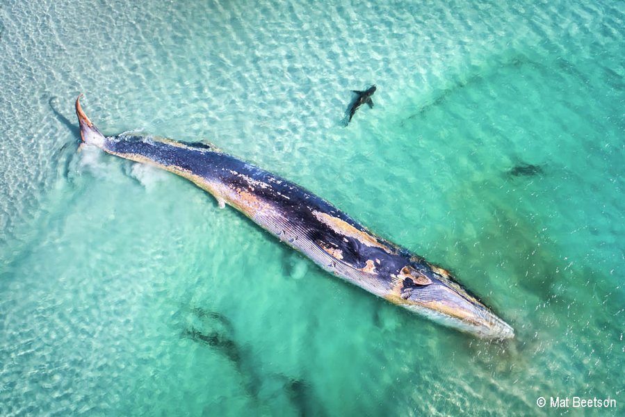 2019 Australian Geographic Nature Photographer of the Year Winner. Fin Whale’s Demise by Mat Beetson