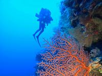 Mesophotic diver exploring in the Coral Sea