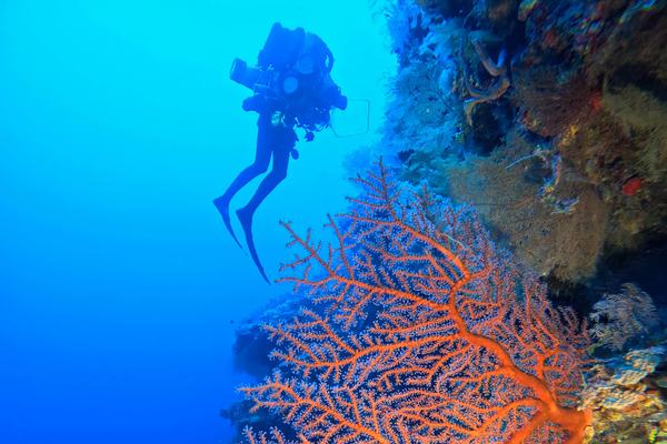 Mesophotic diver exploring in the Coral Sea