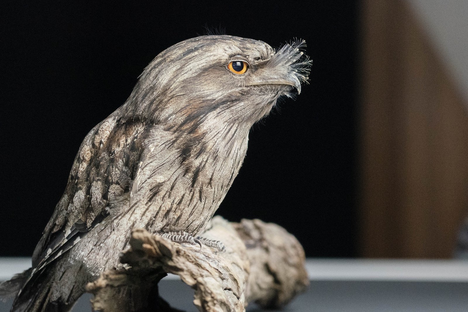 Wildlife Photography Workshops