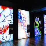 <i>Bloodsuckers: Nature's Vampires</i> exhibition featuring magnified microscope images of Lyme disease, West Nile virus, malaria, and Zika virus, exploring how research and prevention help reduce the spread of these infections.
