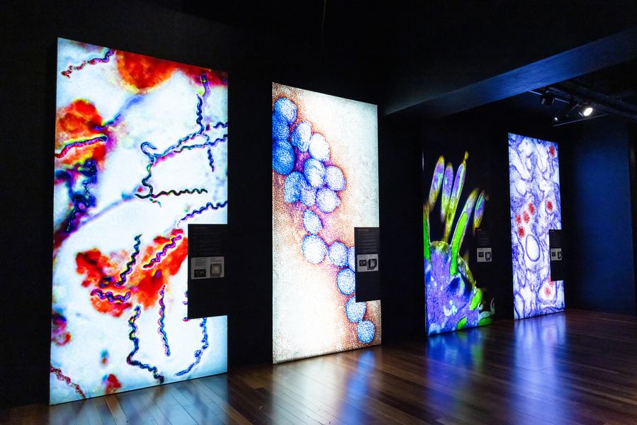Bloodsuckers: Nature's Vampires exhibition - overcoming disease
