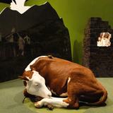<i>Bloodsuckers: Nature's Vampires</i> exhibition featuring a life-sized cow model with vampire bats feeding nearby, exploring how these nocturnal animals bite prey without waking them.