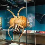 <i>Bloodsuckers: Nature's Vampires</i> exhibition featuring a model of a black fly head enlarged to 1,000 times life size, showing the layered mouthparts used to cut skin and feed on blood.