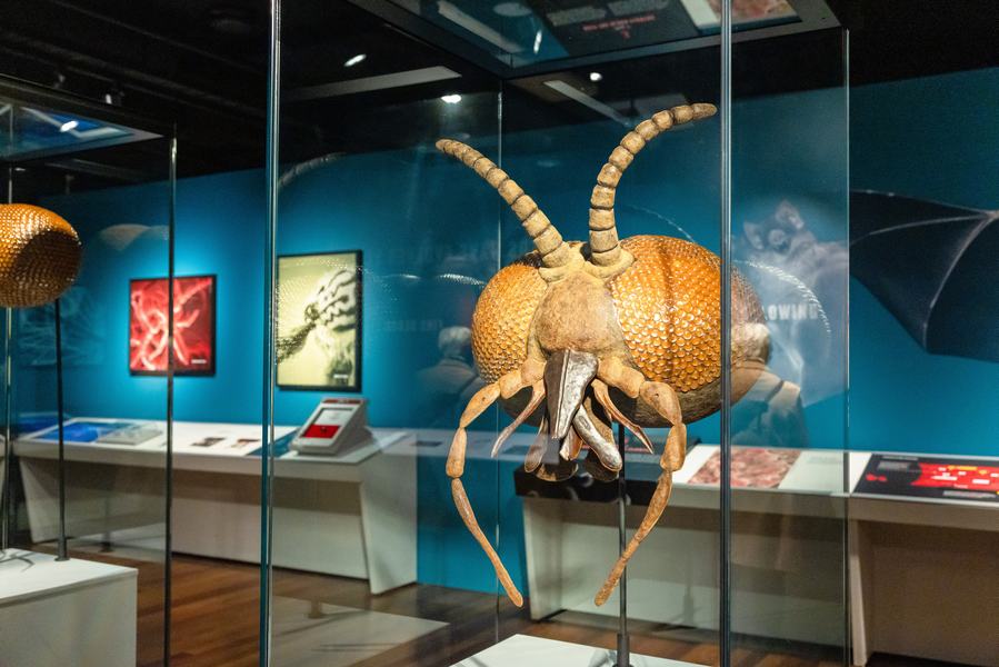 Bloodsuckers: Nature's Vampires exhibition - Black Fly model