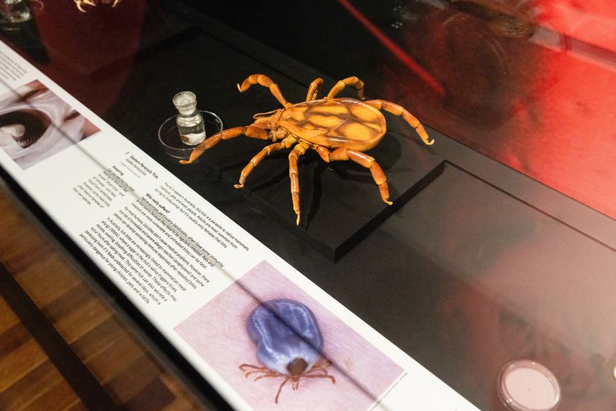 Bloodsuckers: Nature's Vampires exhibition - Eastern Paralysis Tick