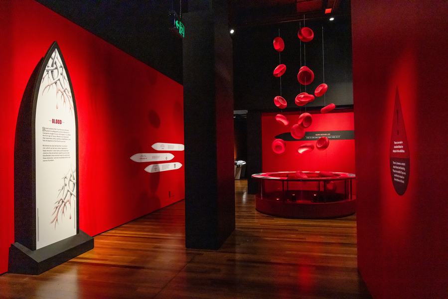 Bloodsuckers: Nature's Vampires exhibition - blood section