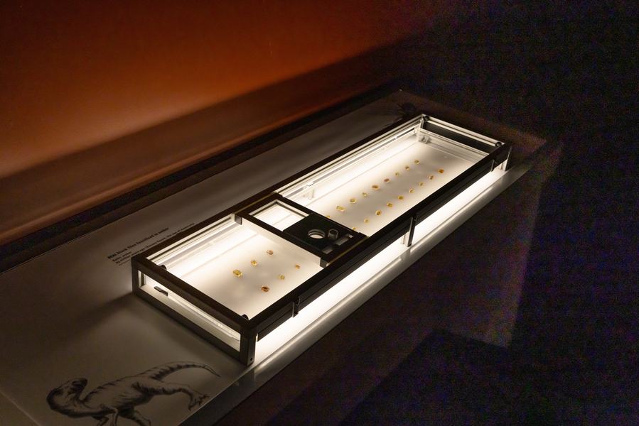 Bloodsuckers: Nature's Vampires exhibition - fossilised black flies