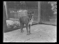AMS722/8-9/10 - Thylacine (Thylacinus cynocephalus)
