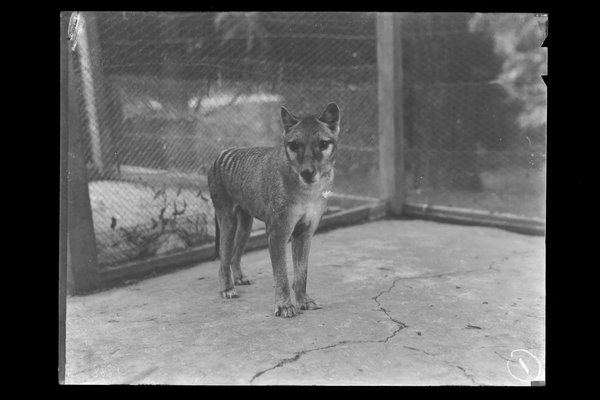 AMS722/8-9/10 - Thylacine (Thylacinus cynocephalus)
