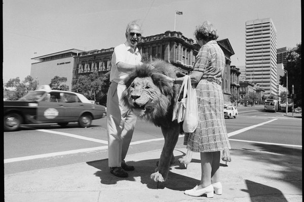 AMS391/M02213 Mounted lion photographed for publicity promotions [for Lion Rugs from Fars exhibition]