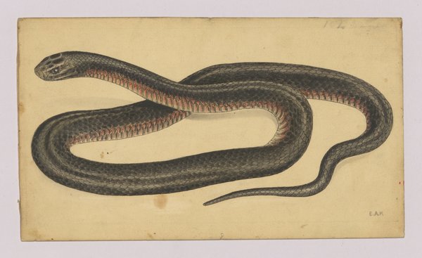 Original plates of Red-bellied Black Snake, Pseudechis porphyriacus by Ethel King which were used as illustrations in Roy Kinghorn’s ‘Snakes of Australia’ (1929).