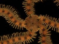 Sea star