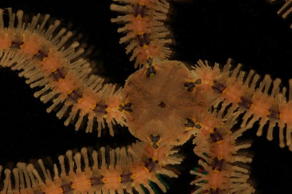 Sea star