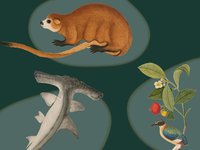 Tails from the Coast