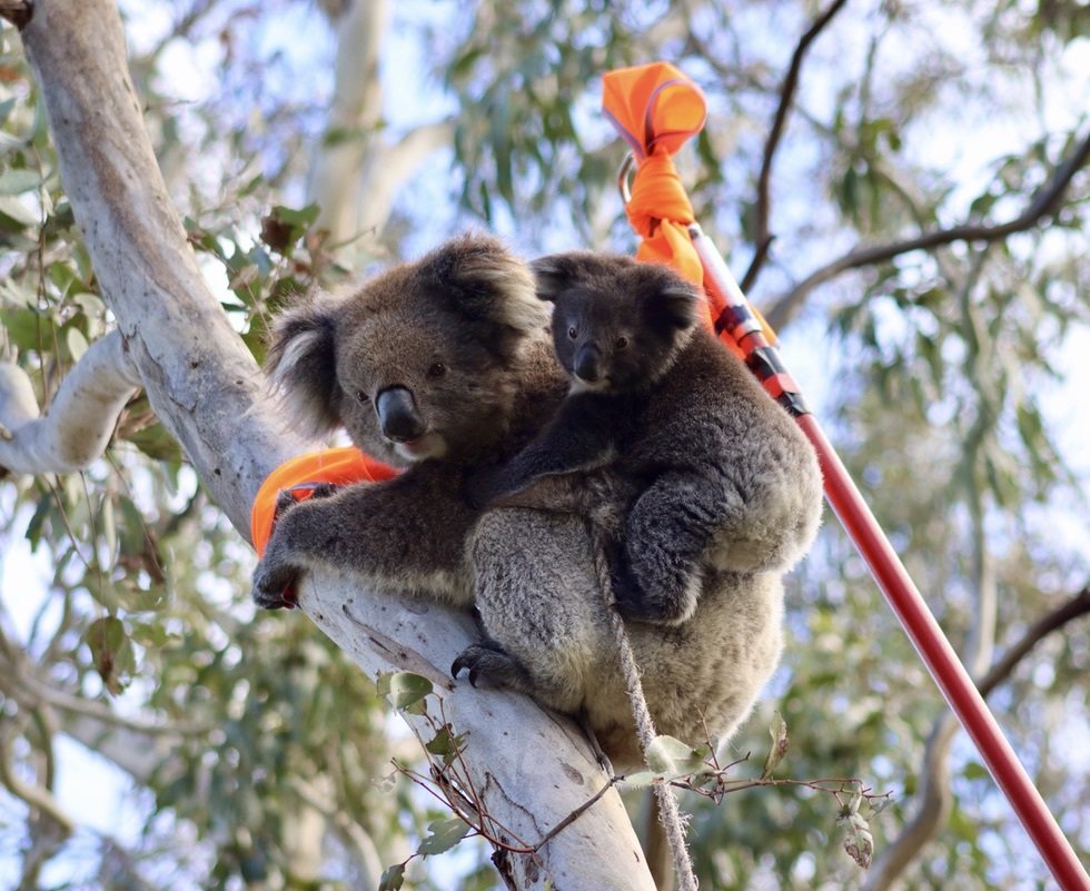 Research into South Australia’s koala populations, led by Dr Frédérik Saltré from the Australian Museum and University of Technology Sydney (UTS)