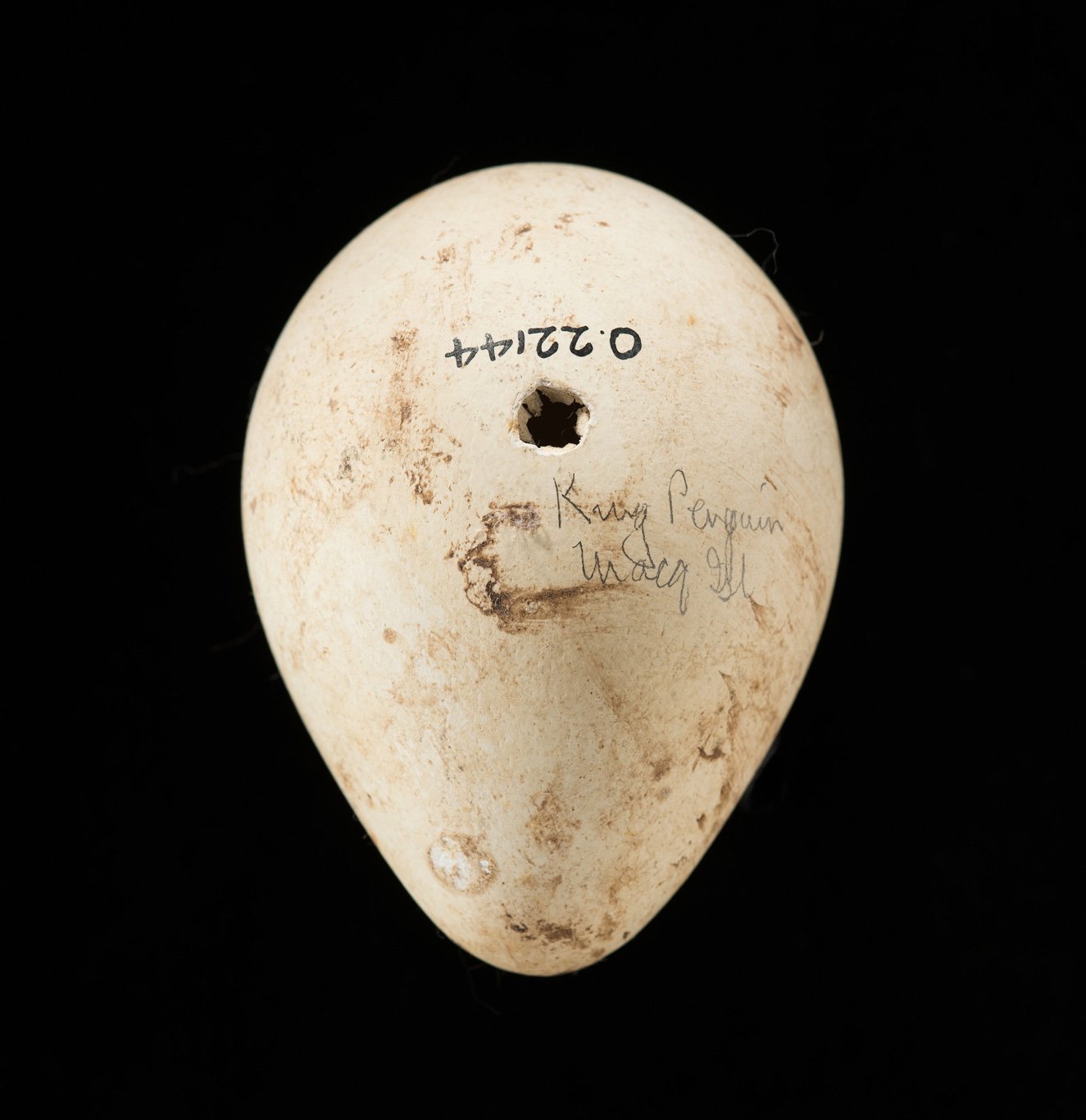 A cream-coloured king penguin egg with a small hole and handwritten label on a black background.