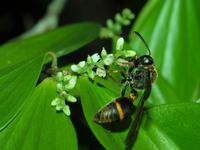 Deuterodiscoelius ephippium (Vespidae)