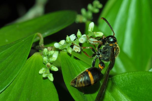 Deuterodiscoelius ephippium (Vespidae)