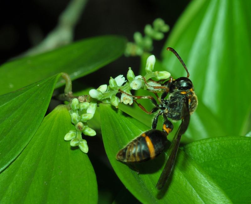 Deuterodiscoelius ephippium (Vespidae)