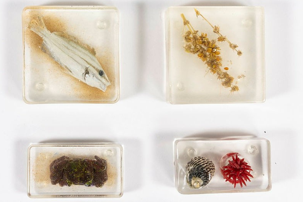 Embedments in the Caring for our Coast