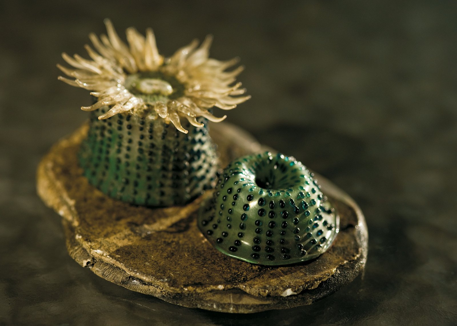 Two detailed glass models of green spotted sea anemones on rock base, one with extended tentacles.
