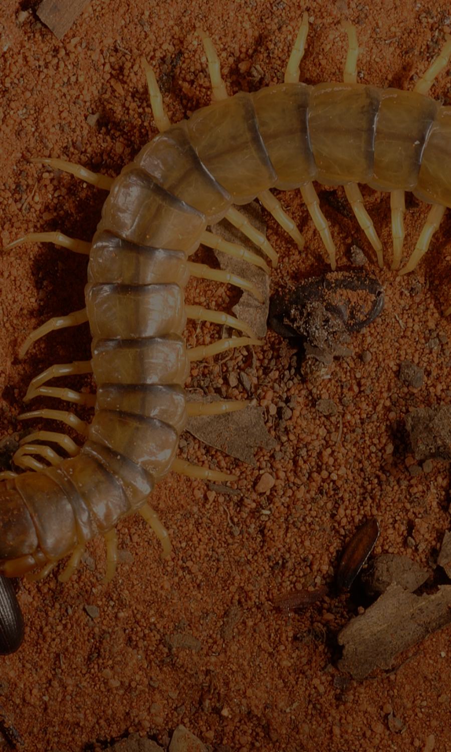 Centipedes and millipedes - The Australian Museum
