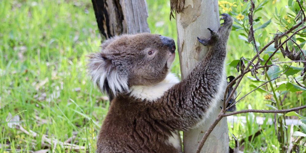 Koala in South Australia’s Mount Lofty Range climbing a tree