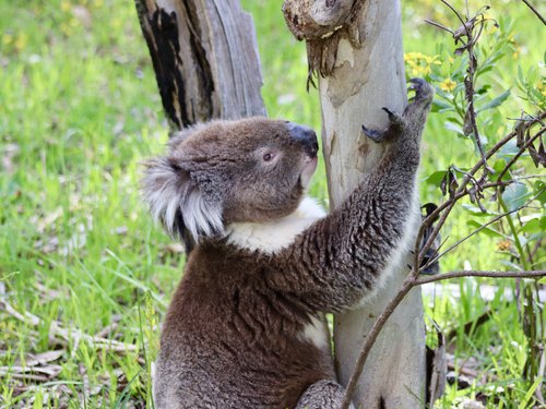 Koala in South Australia’s Mount Lofty Range climbing a tree