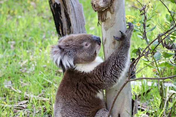 Koala in South Australia’s Mount Lofty Range climbing a tree