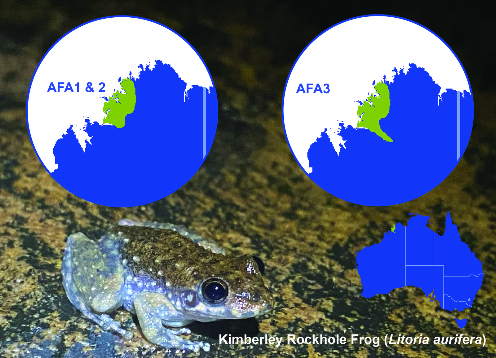 The known range of the Kimberley Rockhole Frog (Litoria aurifera) has been expanded greatly in the newly release Australian Frog Atlas (AFA) version 3, thanks to a FrogID submission of the species from about 80km from its previously mapped range.